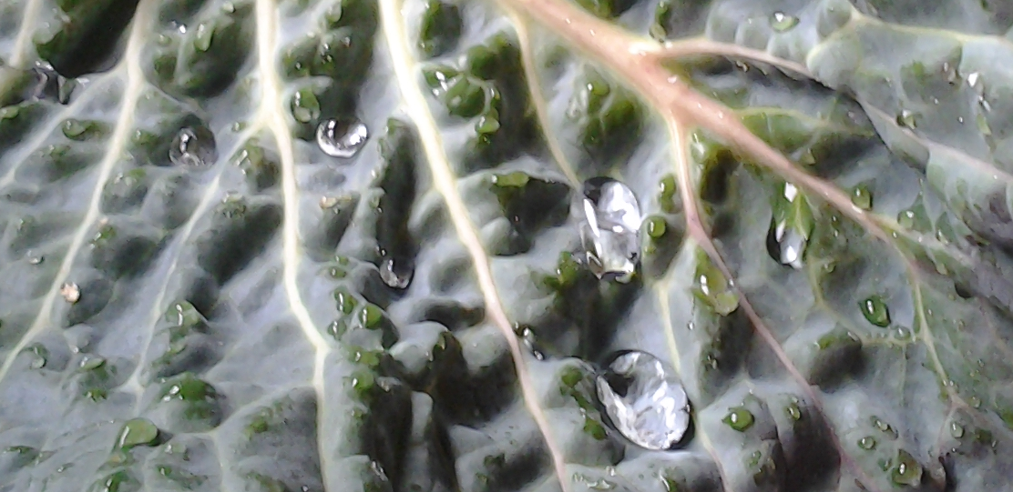 Fulles de col